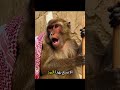 هههه واي ما قادر قرود ابها الذكاء الاصطناعى اكسبلور اشتراك بالقناة Funny دويتو اشتراك 