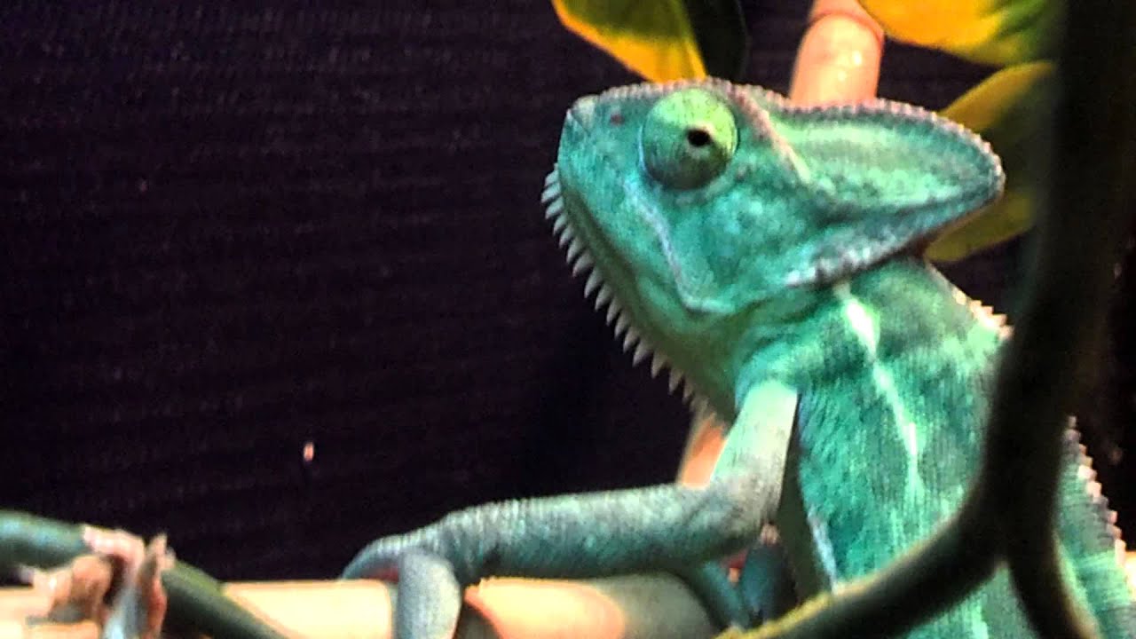 Veiled Chameleon enclosure - YouTube