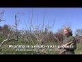 Pruning Apple Trees: How and When For Both Old And Young Trees