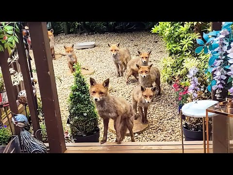 キツネ一族と25年間暮らしてきた女性 4世代の繁栄と変化を経ても 家族同然に過ごす姿に心温まる 感動