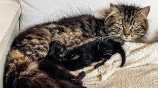 Cat Spotted Carrying Tiny Kittens on a Rooftop, Their Future Brightens Thanks to an Act of Kindness