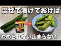 茹でて漬けるだけ【きゅうりの浅漬け】お茶漬けの素で簡単!きゅうりは茹でると旨くなる!作り置き・常備菜・大量消費レシピ