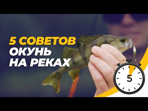 Ловля окуня спиннингом на реке. Пять советов за пять минут