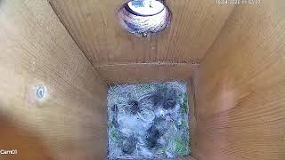 LIVE STREAM: Blue tit nest 16th April 2026 - I spy three eggs!