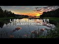 Life in the River | Peaceful Music | Healing Music | Meditation & Relaxation