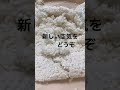 【米麹造り】麹ができるまで～#short,#発酵食,#日本文化,#japanesefood