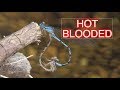 Damselflies Mating and Laying Eggs: NARRATED