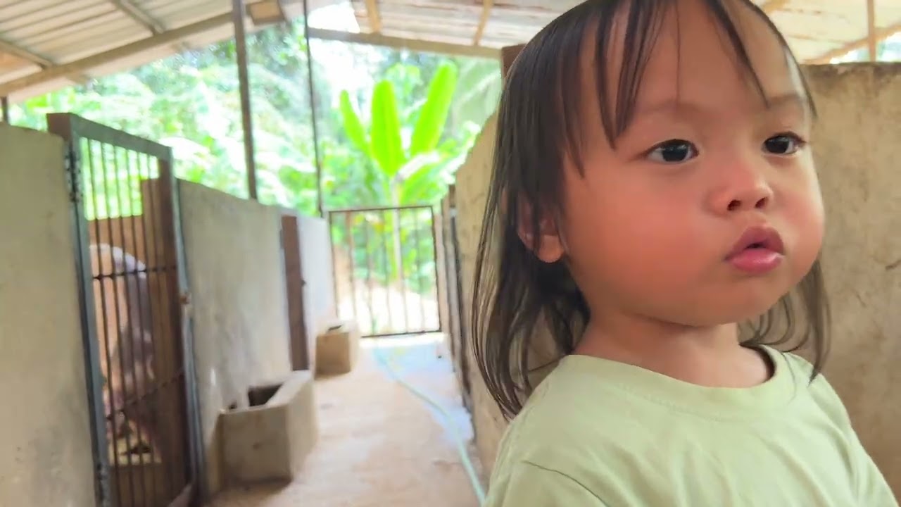 Felly Melawat Ternakan Kerbau Pendek Tumatik