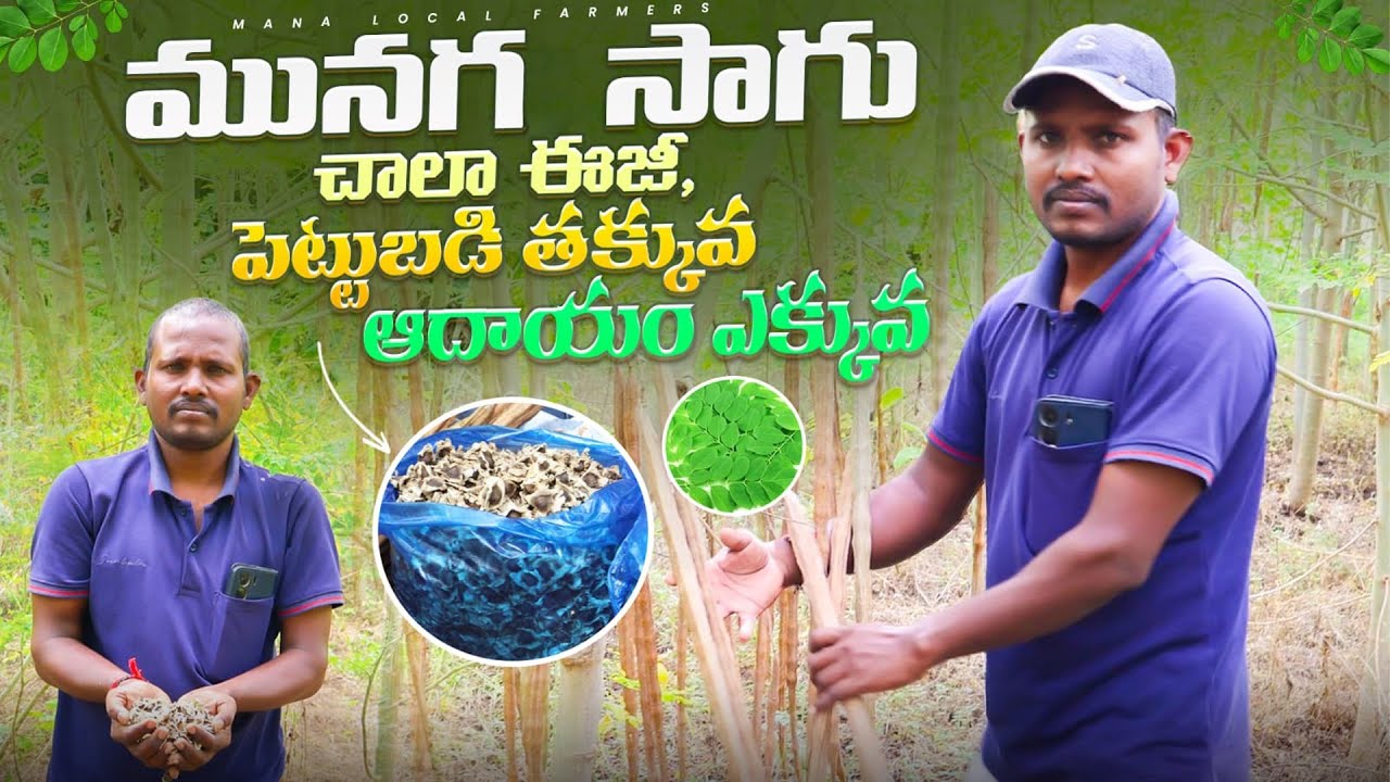 4 ఎకరాల్లో మునగ సాగు| Drumstick farming #drumstickfarming #munagasaagu #moringaseeds