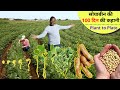 अमेरिका में सोयाबीन की 100 दिन की कहानी खेत की ज़ुबानी SOYBEAN lifecyle
