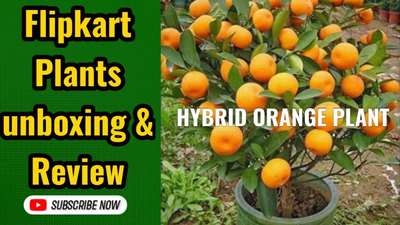 Lemon plant on Flipkart Orange plant on Flipkart Flipkart plants