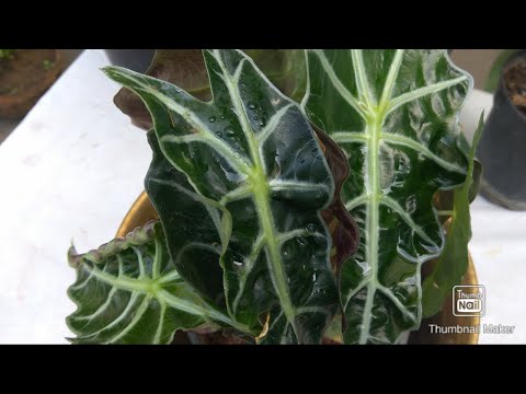 Video: Alocasia (37 Foto's): Regels Voor De Verzorging Van Een Plant Thuis. Kenmerken Van Alocasia Grote Wortelstok En Andere Soorten Bloemen
