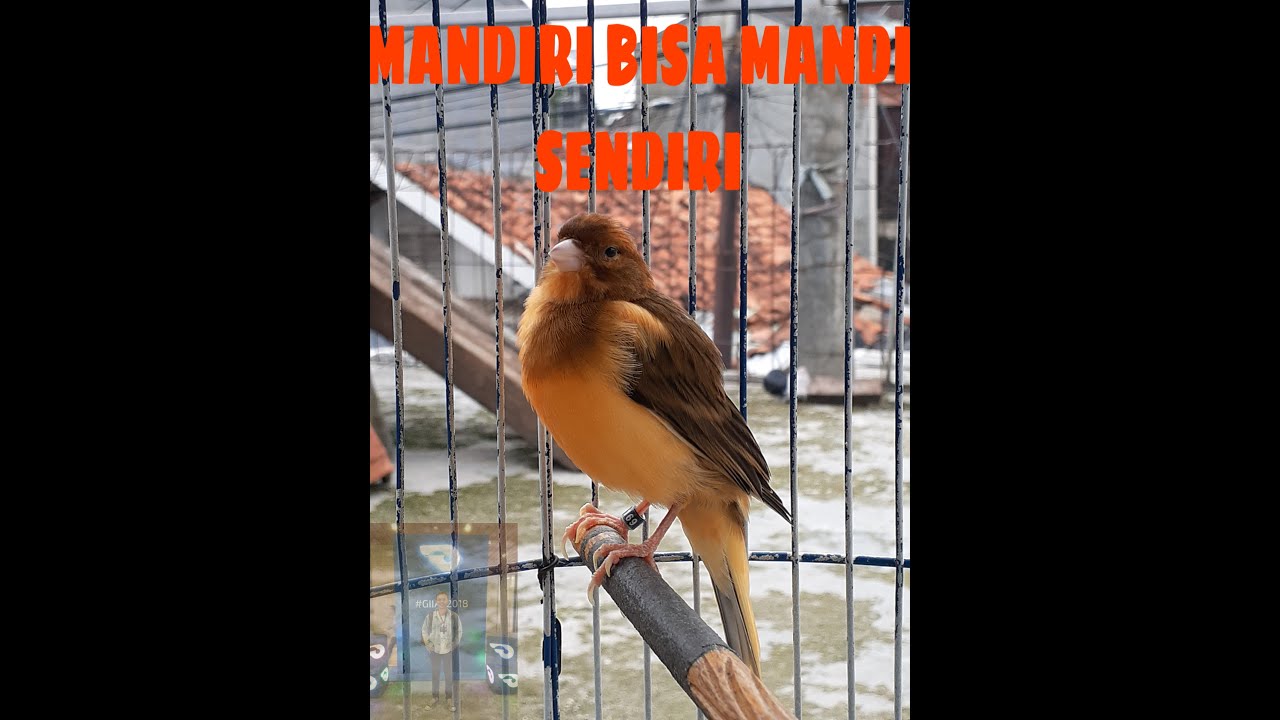 BURUNG KENARI BURUNG MANDIRI KENARI GAK PERLU DI MANDIKAN 