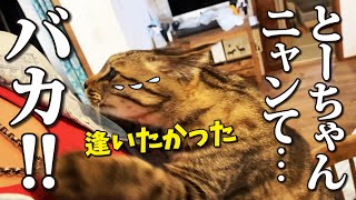 【お留守番】外泊して家に帰ってきたら猫が抱きついてきた！