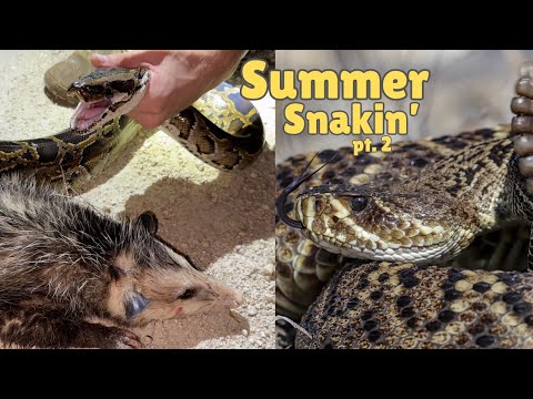 Summer Season of Snakin'! (part 2)