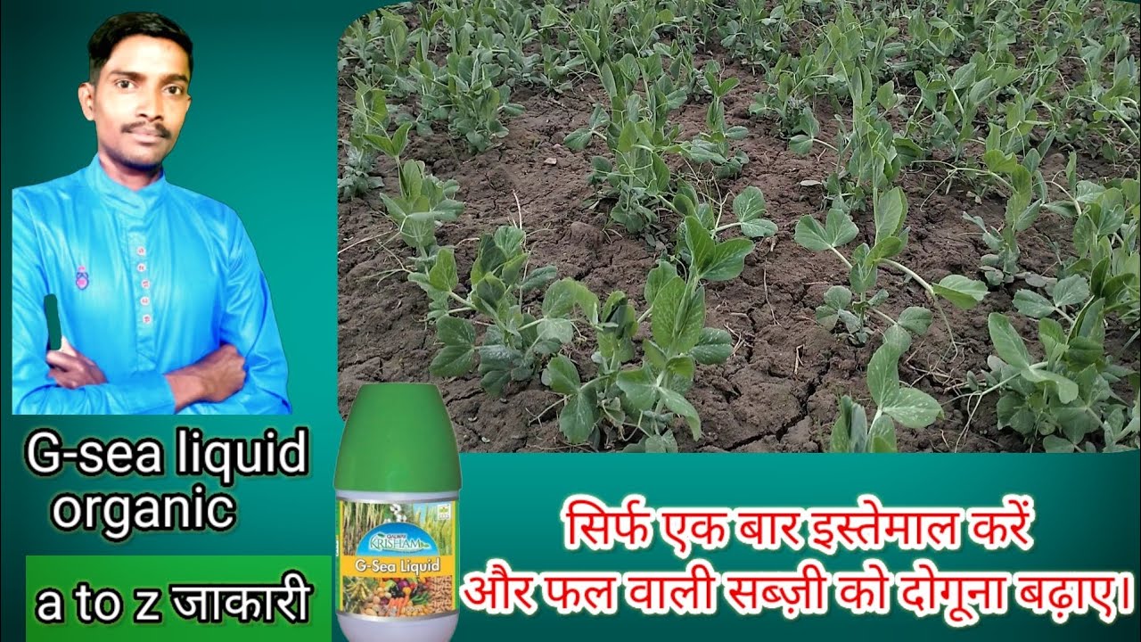 G-sea liquid organic एक बार उपयोग करें और फल, फूल और सब्ज़ी को दोगुना बढ़ाए