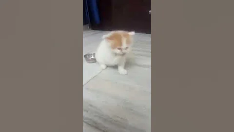 Watch the video about Persian kitten available for sale in delhi