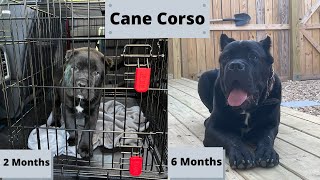 CANE CORSO GROWTH FROM 2 MONTHS TO 6 MONTHS