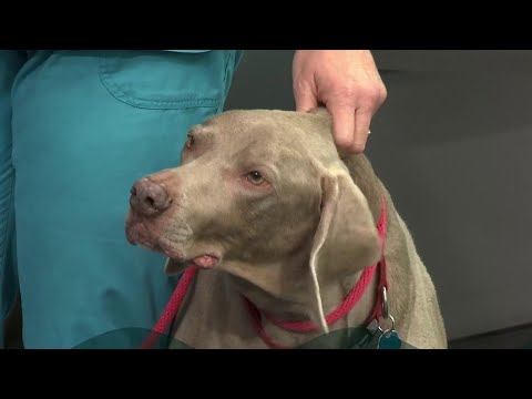 Video: Kan een hond geboren worden zonder milt?