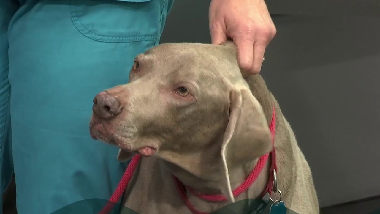 Can A Dog Survive A Ruptured Spleen?