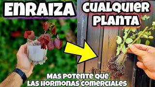 ENRAIZA cualquier PLANTA con este ENRAIZANTE Casero para RAMAS, Esquejes, CÍTRICOS o ÁRBOLES!