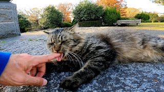 公園で出会ったフワフワ長毛の猫をナデナデしたら指をペロペロ舐めてきてカワイイ