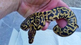 Leopard yb spotnose f