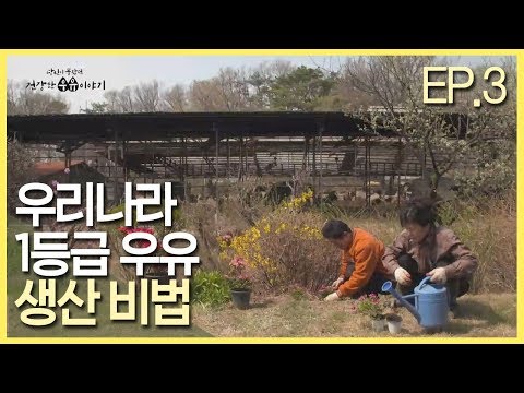 [당신이 몰랐던 건강한 우유 이야기][3] 우리나라 1등급 우유 생산 비법