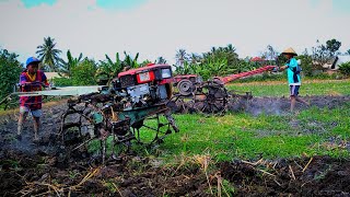 Traktor sawah Yanmar yst putih dengan joki ciliknya vs Yanmar bromo merah adu cepat di tanah kering