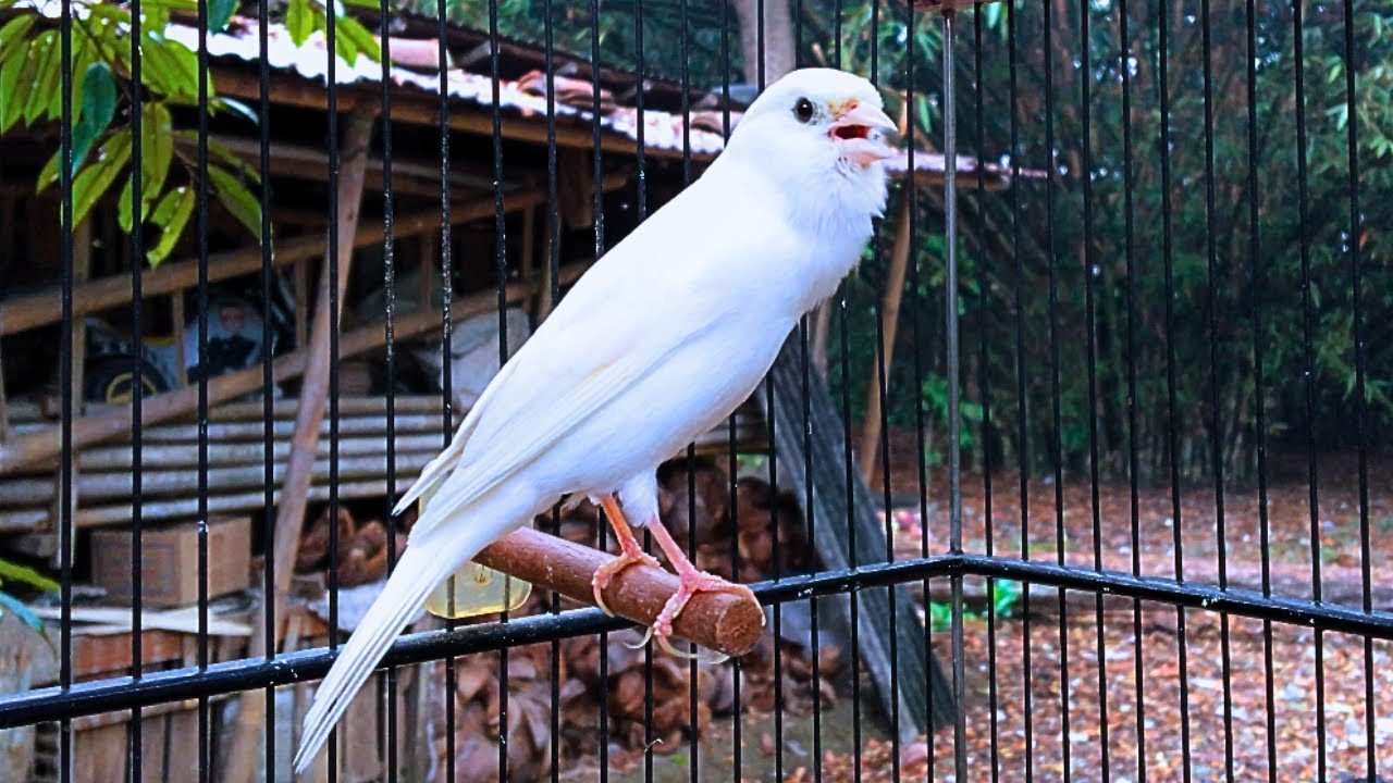 View of Canary Singing Video - The Best Canary Training Song 60 Minutes - YouTube