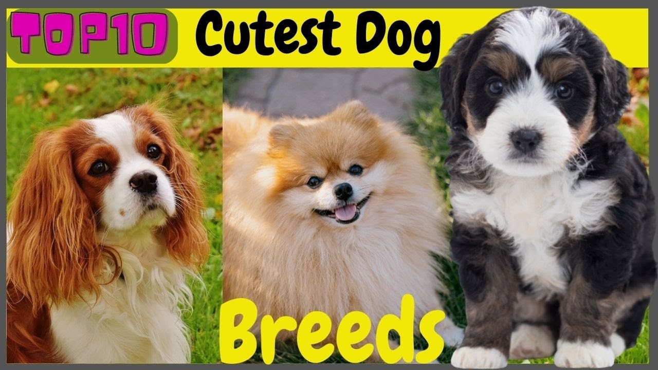 Top 10 Cutest Dog Breeds in The World ! 10 Cutest Dog YouTube