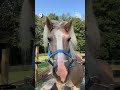 The Top 10 Funniest Pet Moments Of The Week!