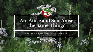 Are Anise And Star Anise The Same Thing?