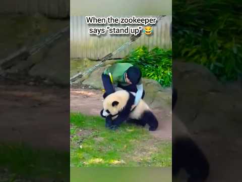Funny panda 😂 #shorts