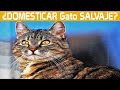 🐱Como DOMESTICAR un gato SALVAJE o CALLEJERO | 4 TRUCOS que debes CONOCER