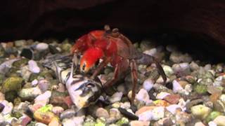 Red Crab Feeding on a Fish - (Perisesarma bidens) Crustacean