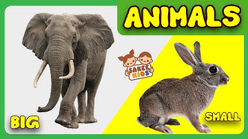 Big and Small Animals | Animals | CBSE Class 3 EVS | Basic English for Kids