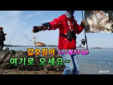 11월의 워킹 갑오징어 쭈꾸미 루어낚시 액션과 포인트