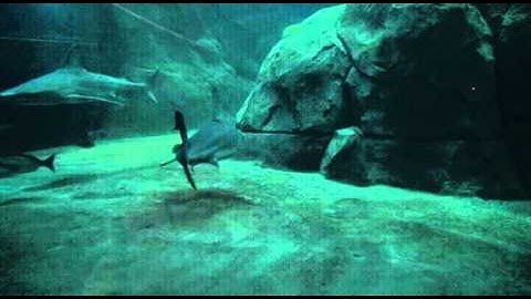 PL1: FOSSIL JAWED FISH: JAW EVOLUTION