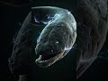 Electric Eels turn water into a living trap 😳