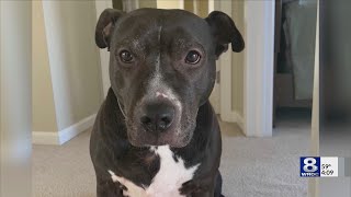 Ogden dog accused of biting jogger last summer won't be euthanized after Monroe County Court ruling