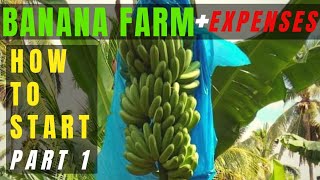 How To and How Much To Start a Banana Farming?Paano Magtanim ng Lakatan na Saging OFW Banana Farm P1