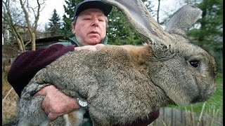 Rabbit farming in china