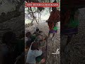 THE BUSH COMEDIANS 