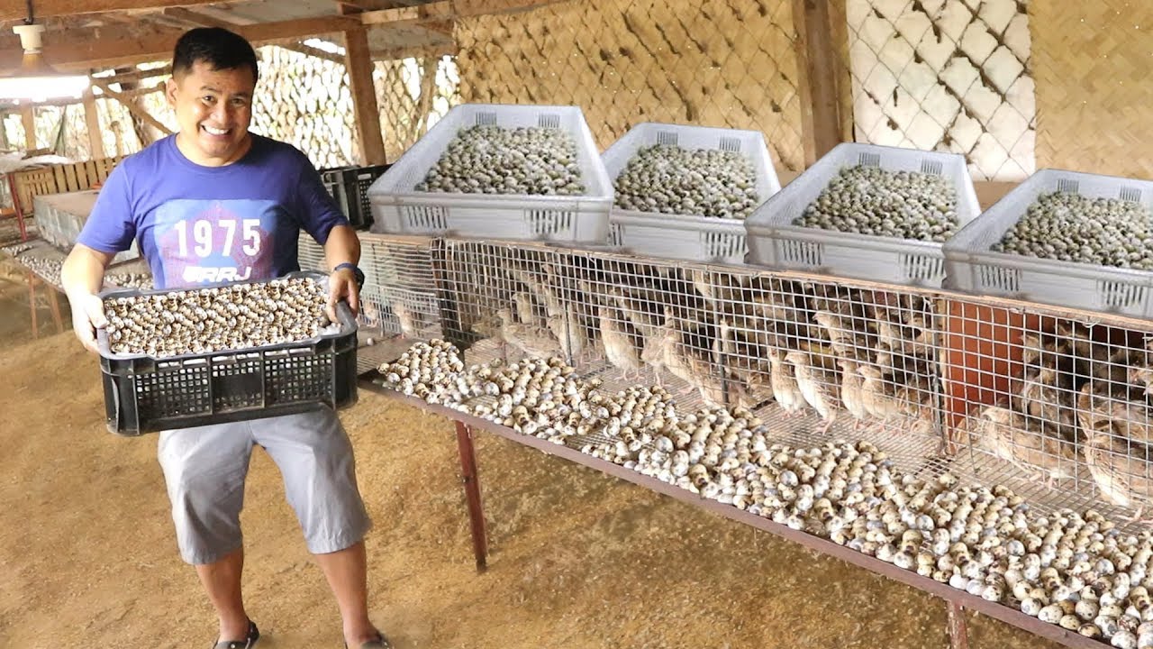 quail farming business plan philippines