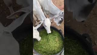 Engorde seus animais gastado pouco com a MORINGA OLEIFERA