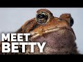 Meet Betty - My Fat, Charismatic American Toad!