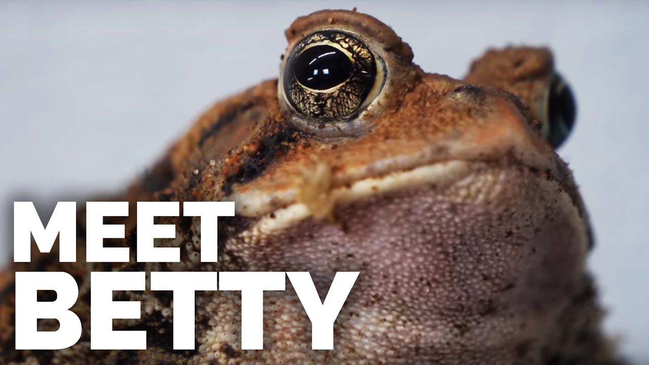 how-to-restore-my-backup-without-a-ledger-wallet Meet Betty - My Fat, Charismatic American Toad!