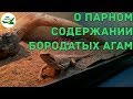 о парном содержании бородатых агам