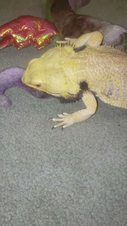 Malachi the horniest dragon